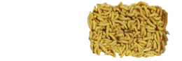 insects & maggots free transparent png image.