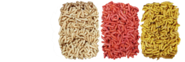 insects & maggots free transparent png image.