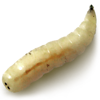 insects & maggots free transparent png image.