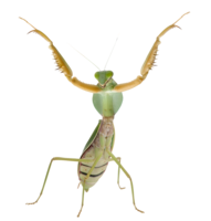 insects&Mantis png image.