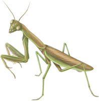 insects & mantis free transparent png image.