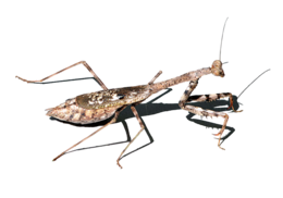 insects & mantis free transparent png image.