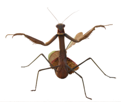 insects & mantis free transparent png image.