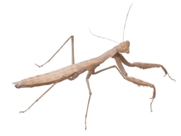 insects & mantis free transparent png image.