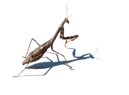 insects & mantis free transparent png image.