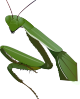 insects & mantis free transparent png image.