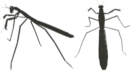 insects & mantis free transparent png image.