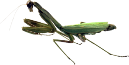 insects & mantis free transparent png image.