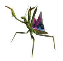 insects & mantis free transparent png image.