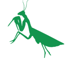 insects & mantis free transparent png image.