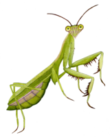 insects & mantis free transparent png image.