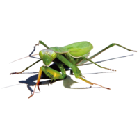 insects & Mantis free transparent png image.