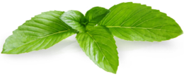 nature&Peppermint png image.