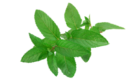 nature & peppermint free transparent png image.