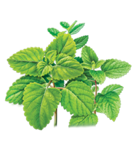 nature & peppermint free transparent png image.