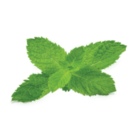 nature & peppermint free transparent png image.