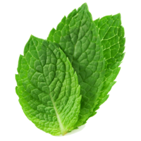 nature & peppermint free transparent png image.