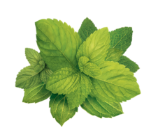 nature & peppermint free transparent png image.