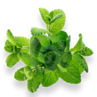 nature & peppermint free transparent png image.