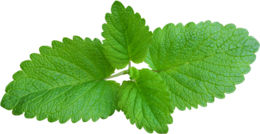 nature & peppermint free transparent png image.