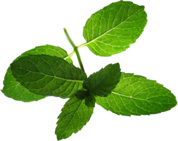 nature & peppermint free transparent png image.