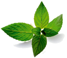 nature & peppermint free transparent png image.