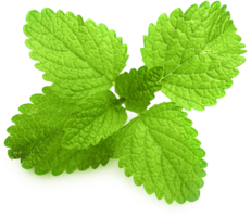 nature & peppermint free transparent png image.