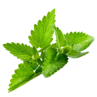 nature & peppermint free transparent png image.