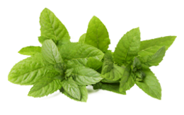 nature & peppermint free transparent png image.