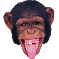 animals & Monkey free transparent png image.