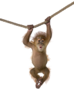 animals & Monkey free transparent png image.