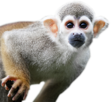 animals & Monkey free transparent png image.