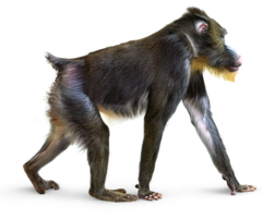 animals & Monkey free transparent png image.