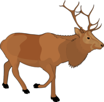 animals & Moose elk free transparent png image.