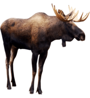 animals & moose elk free transparent png image.