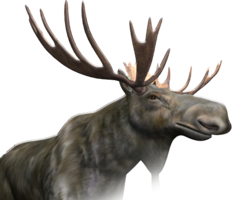 animals & Moose elk free transparent png image.