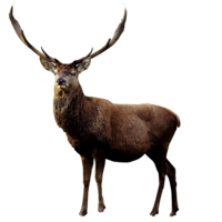 animals & moose elk free transparent png image.