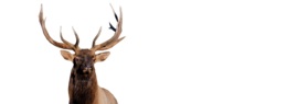 animals & Moose elk free transparent png image.