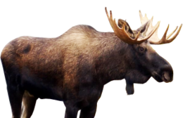 animals & Moose elk free transparent png image.