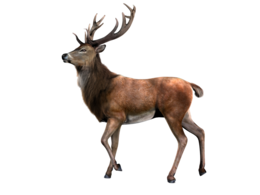 animals & Moose elk free transparent png image.