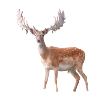 animals & Moose elk free transparent png image.