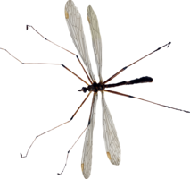 insects & Mosquito free transparent png image.