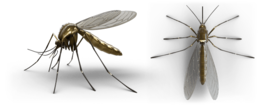 insects & Mosquito free transparent png image.