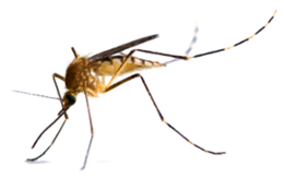 insects & Mosquito free transparent png image.