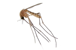 insects & Mosquito free transparent png image.