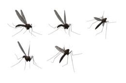 insects & Mosquito free transparent png image.