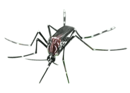 insects & Mosquito free transparent png image.