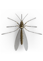 insects & Mosquito free transparent png image.