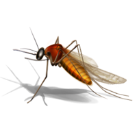 insects & Mosquito free transparent png image.