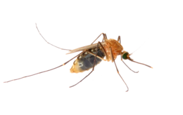 insects & Mosquito free transparent png image.